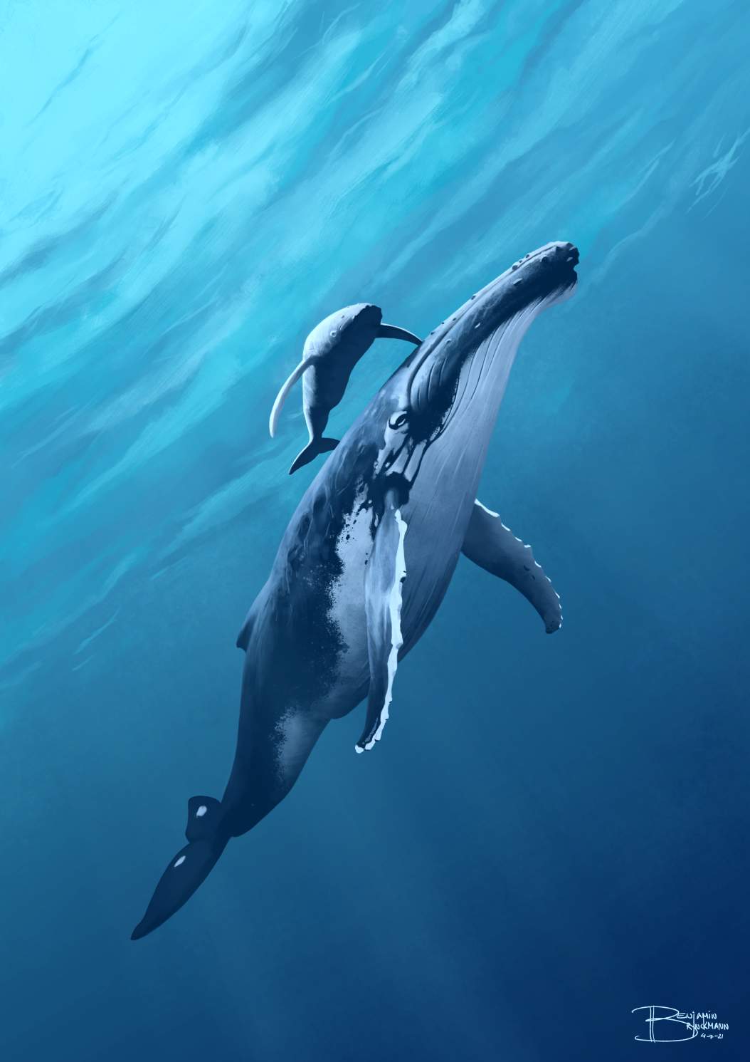 A humpback whale with her cub