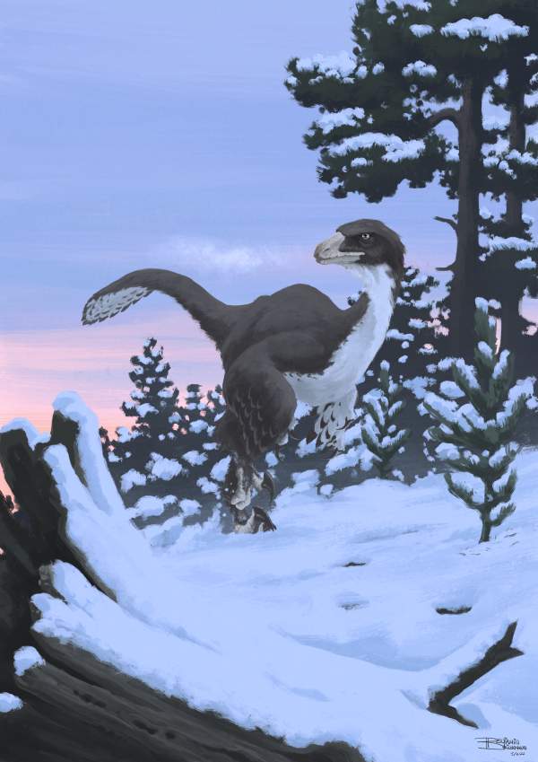 arctic-raptor.jpg