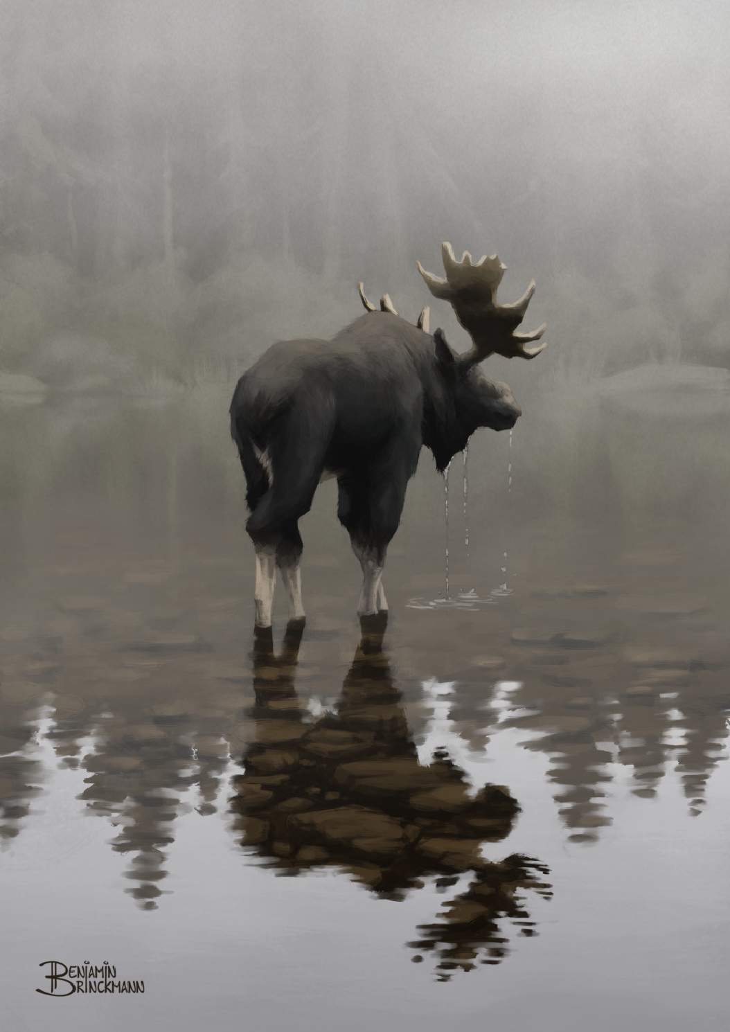 Moose drinking from lake