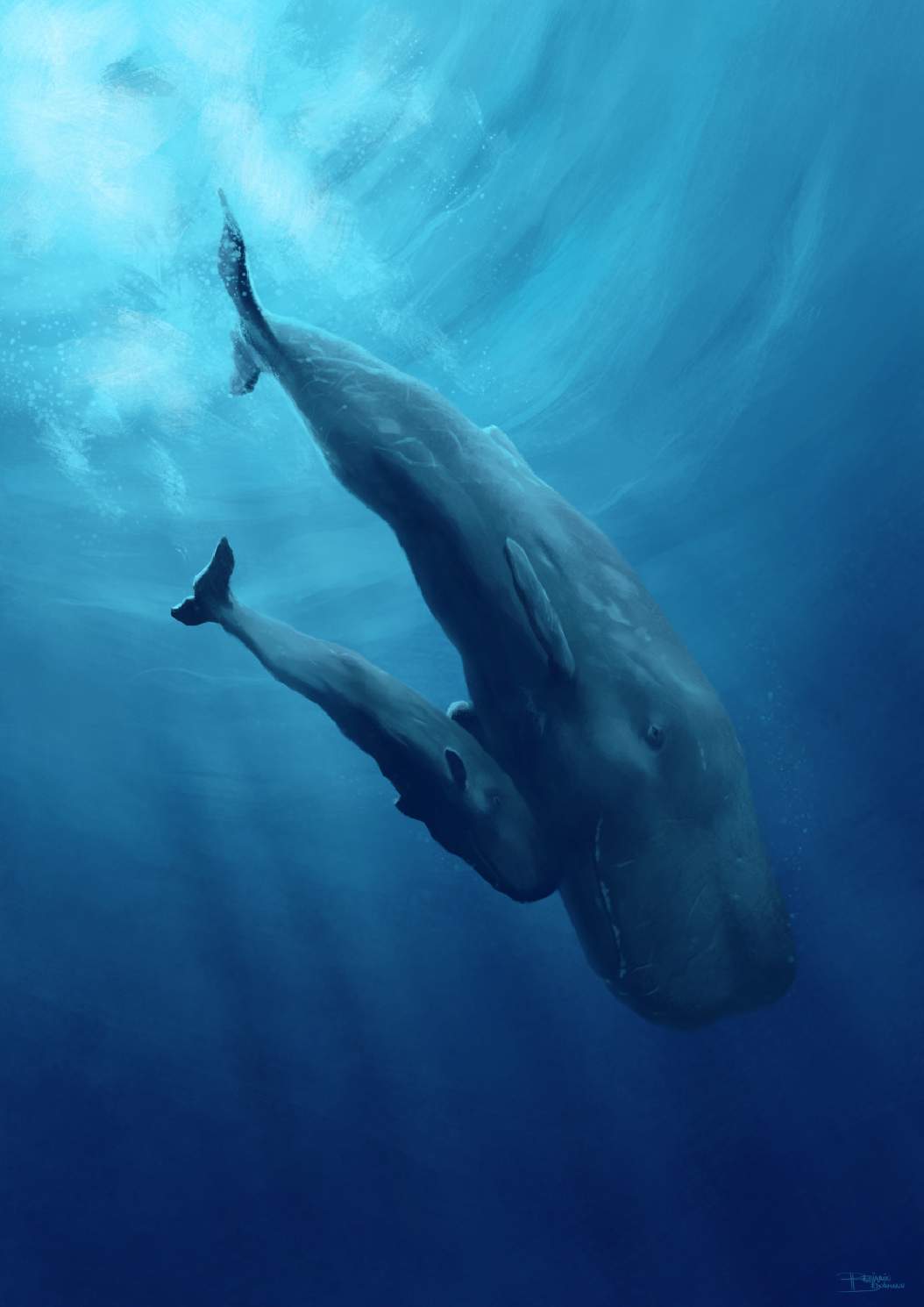 Spermwhale and calf