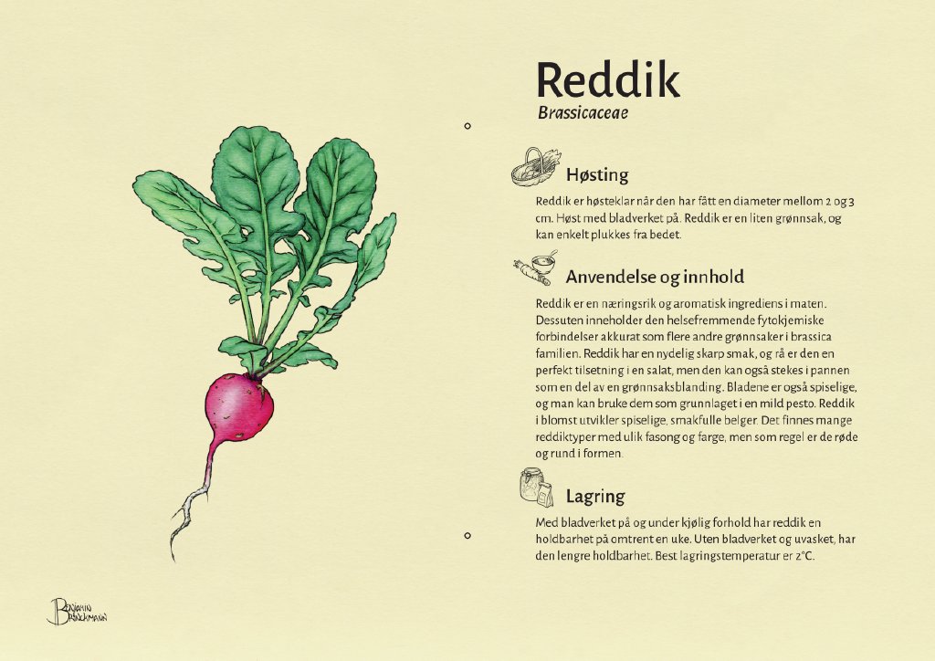 reddik.jpg