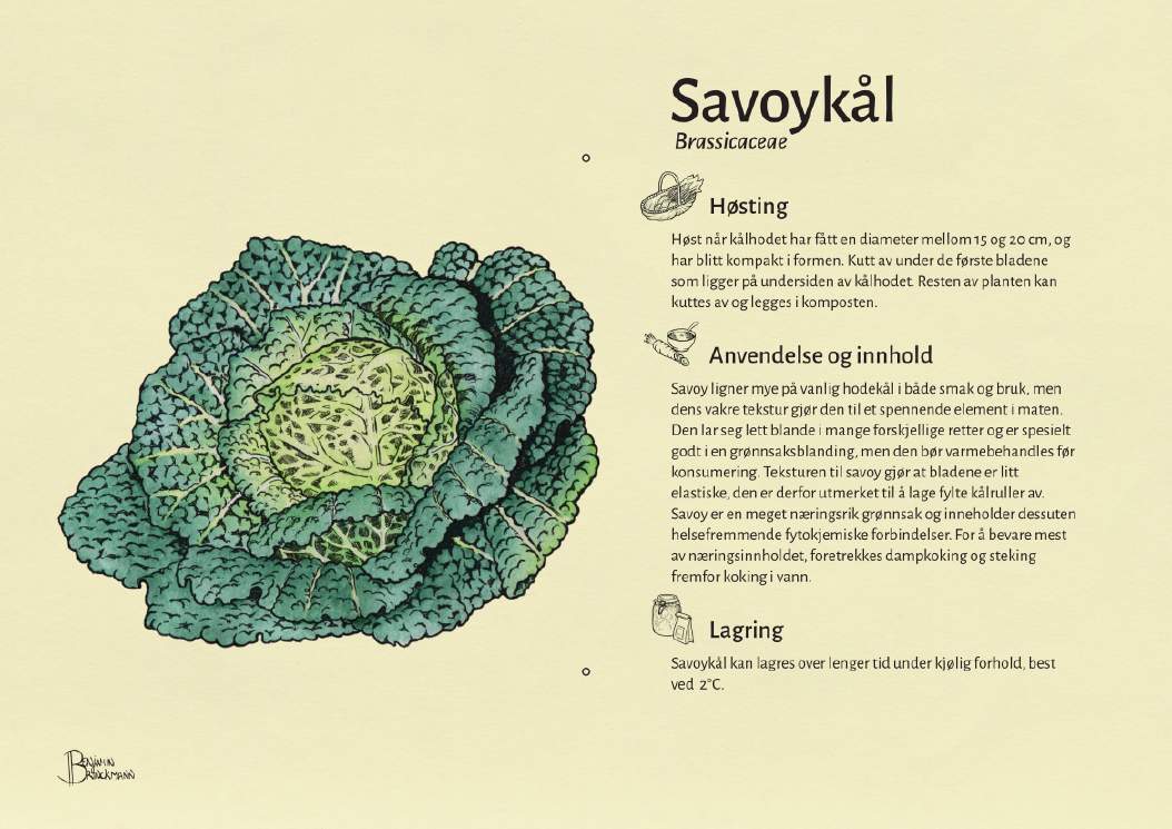 Savoykål