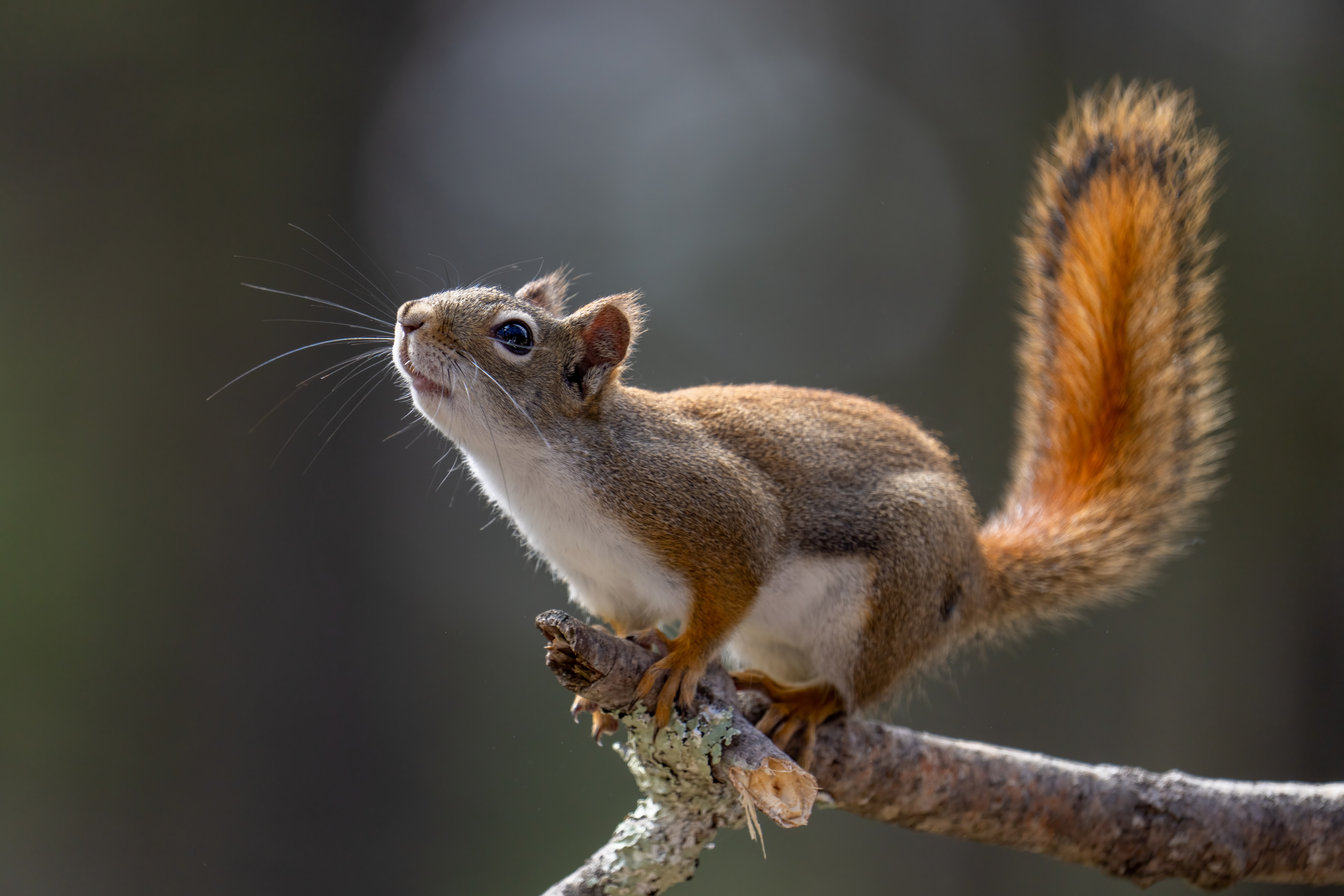a photo of a squirrel on a branch looking up.