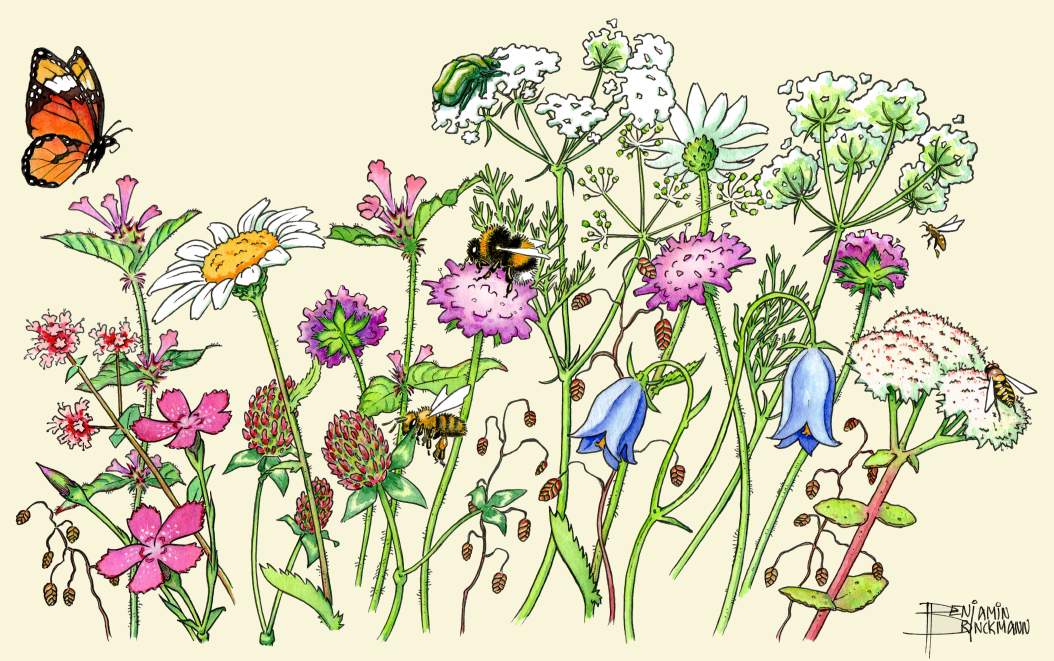 Flowerbed and pollinators