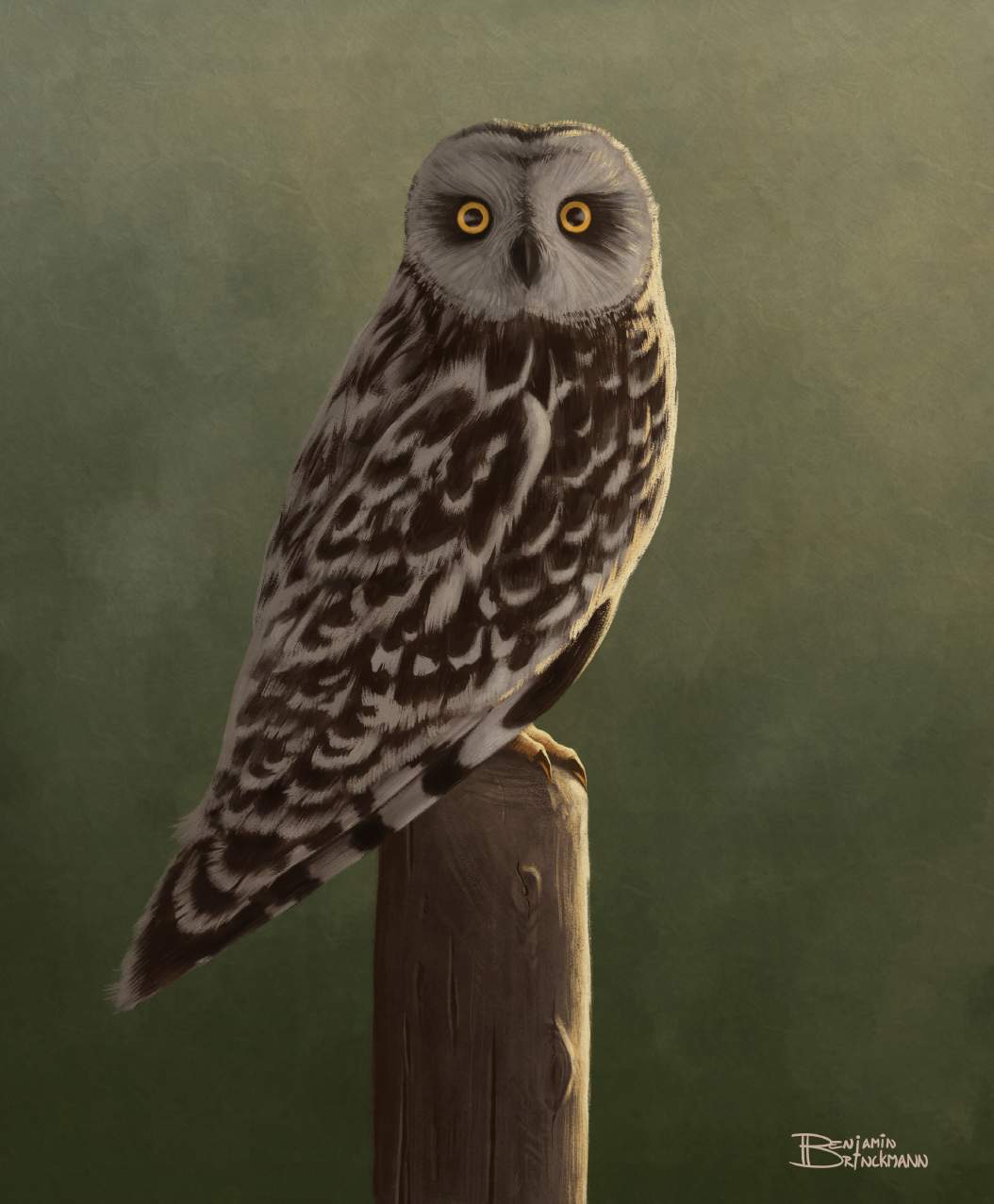 Short eared owl
