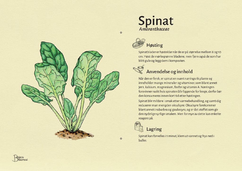 spinat.jpg